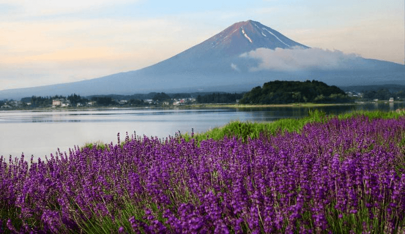 Kawaguchiko Lavender TOKYO FUJI YOKOHAMA 5 วัน 3 คืน 4
