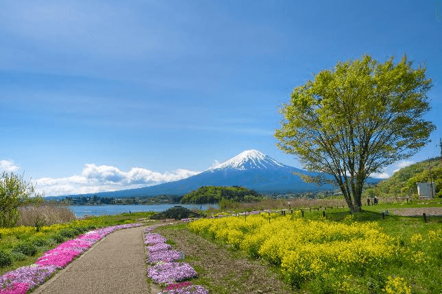 Season of rest in TOKYO FUJI KAMAKURA ENOSHIMA 5 วัน 3 คืน 3