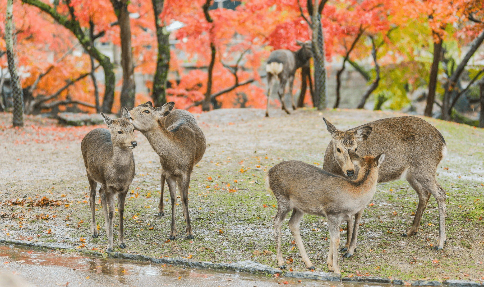 Beautiful nature... OSAKA TOKYO FUJI KYOTO NARA SHIRAKAWAGO MATSHUMOTO 6 วัน 4 คืน 3