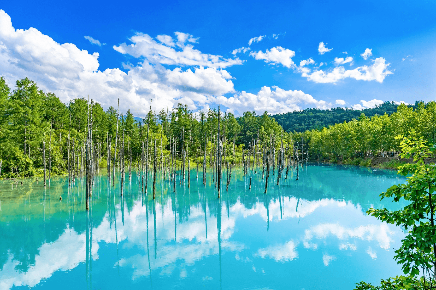 Lavender Paradise HOKKAIDO SAPPORO OTARU FURANO 6 วัน 4 คืน 4