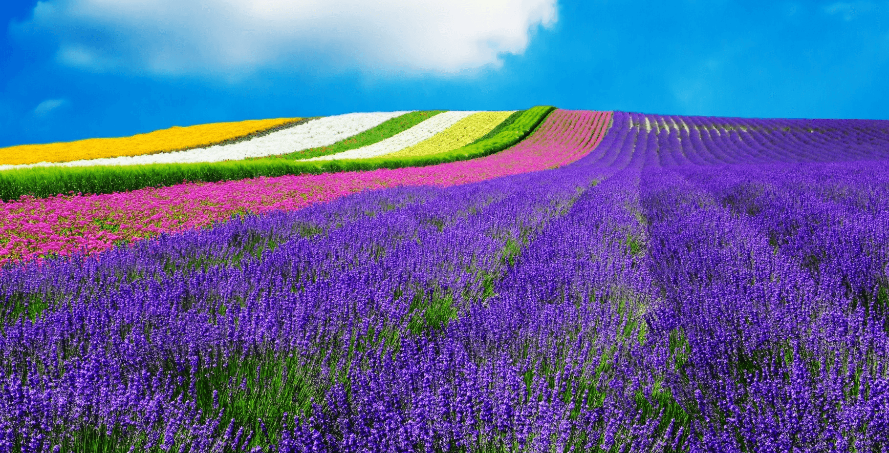 Lavender Paradise HOKKAIDO SAPPORO OTARU FURANO 6 วัน 4 คืน 5