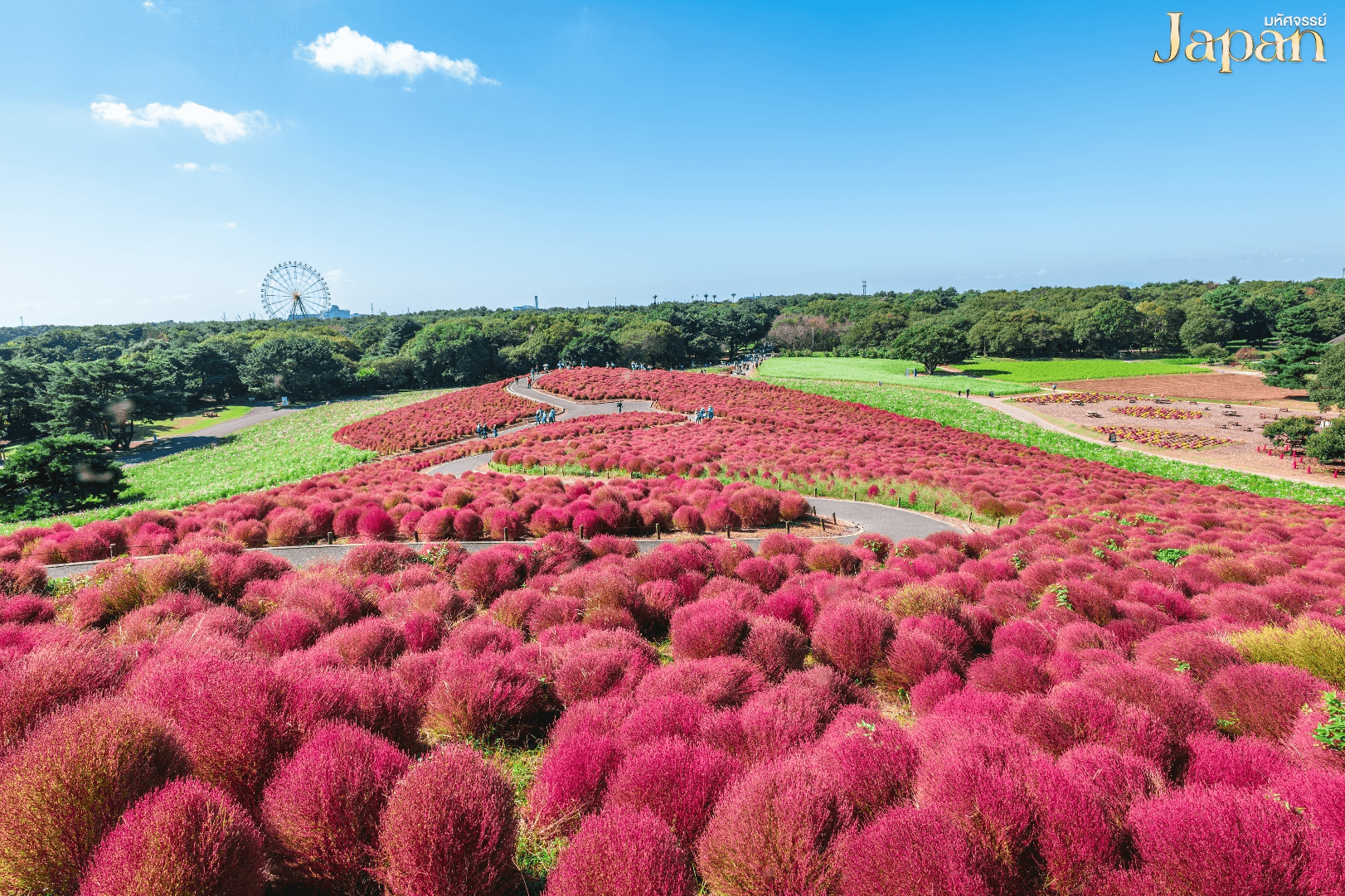 มหัศจรรย์...TOKYO อิบารากิ นิกโก้ ซากามิโกะ 5 วัน 3 คืน 3