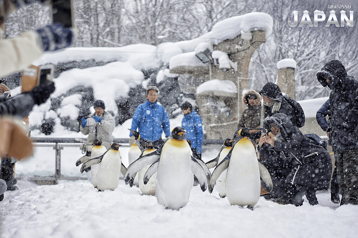 มหัศจรรย์ HOKKAIDO NEW YEAR โทมามุ อาซาฮิกาว่า โอตารุ 6 วัน 4 คืน 5