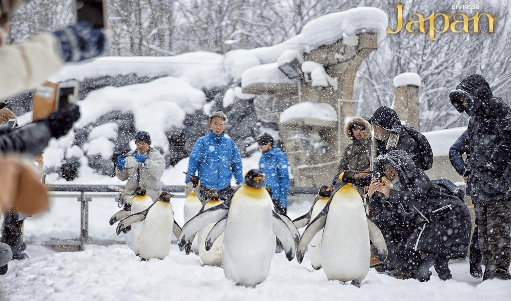 มหัศจรรย์ HOKKAIDO Tomamu Sounkyo Snowfest 6 วัน 4 คืน 3