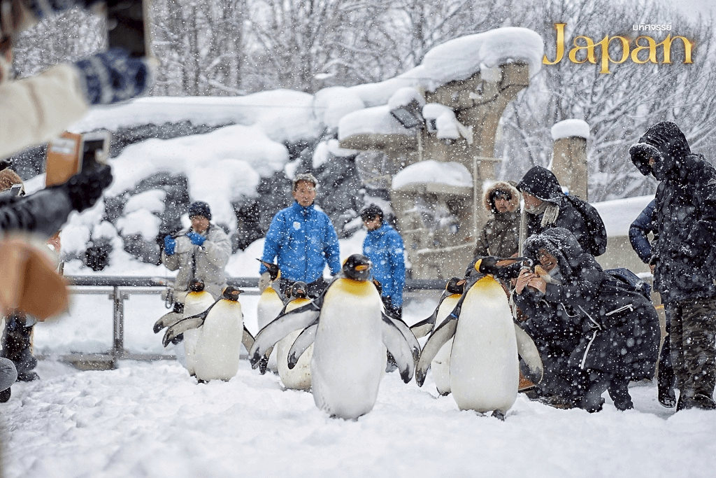 มหัศจรรย์ HOKKAIDO TOMAMU SNOWYYY 6 วัน 4 คืน 3