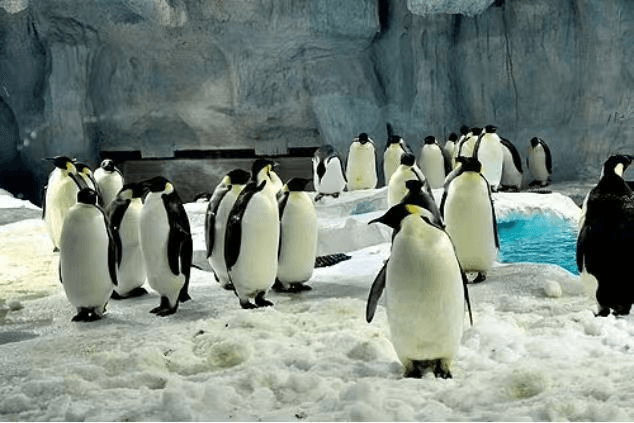 กวางโจว จูไห่ มาเก๊า Ocean Park Chimlong 4วัน2คืน บิน AQ 4