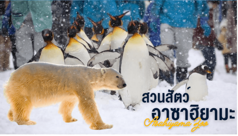 PRO HOKKAIDO SAPPORO ASAHIKAWA WINTER SNOW FREE DAY 6D4N 4