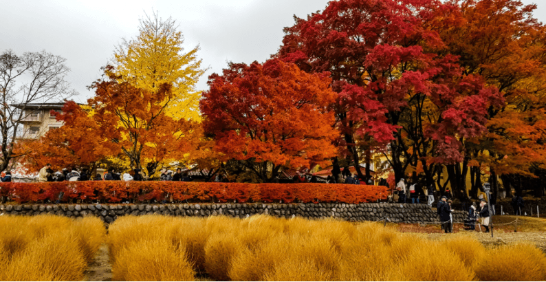 Golden Route Special Autumn OSAKA TOKYO KYOTO SHIRAKAWAGO TOYAMA HAKUBA FUJI 6 วัน 4 คืน 3
