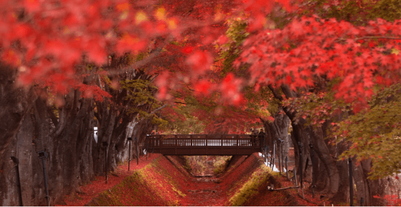 Autumn Symphony TOYAMA HAKUBA SHIRAKAWAGO FUJI OSAKA TOKYO 6 วัน 4 คืน 5