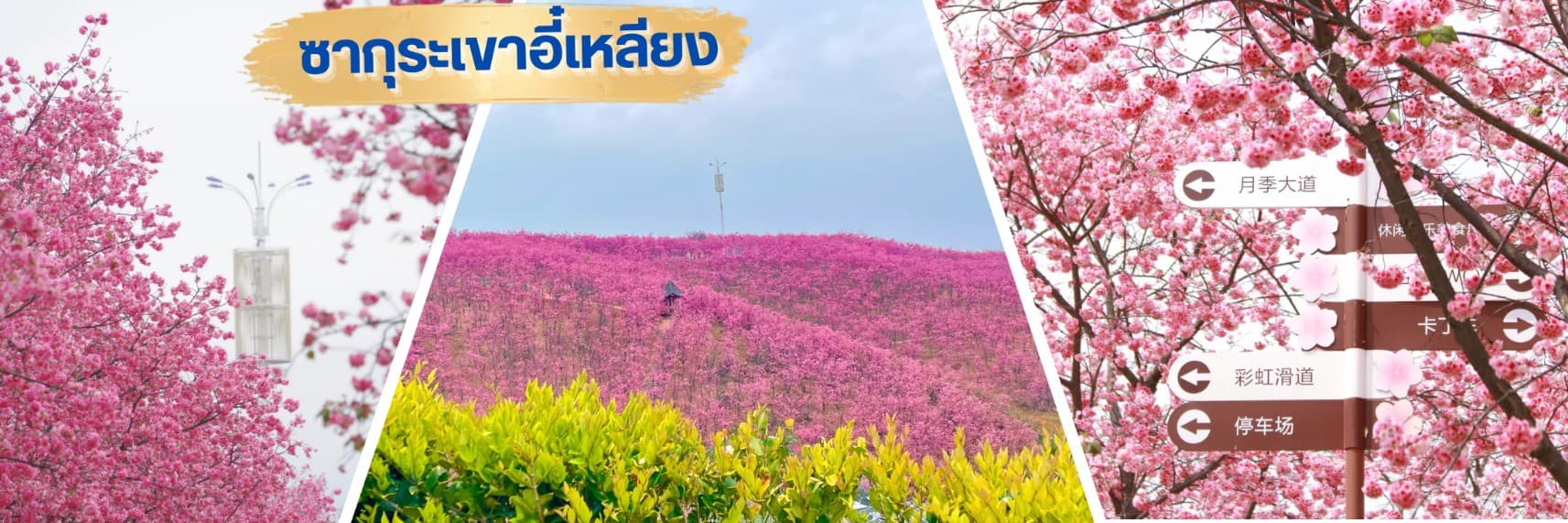 TF-KMGKY10 คุนหมิง โหลวผิง ชมซากุระอี้เหลียง ทะเลสาบว่านเฟิงหลิน 6วัน 5คืน บิน KUNMING AIRLINE (KY) #ทัวร์ไม่ลงร้าน. 12